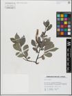 Foto von Salix glabra Scop.